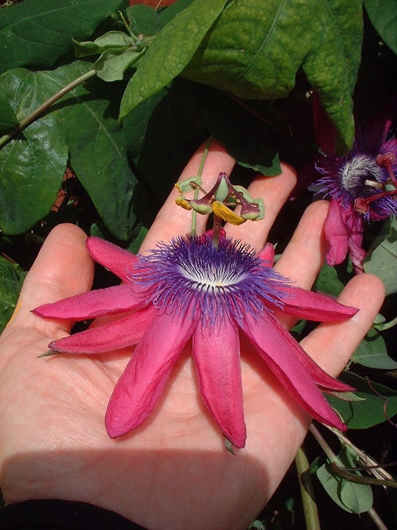 garlic passion fruit